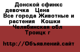 Донской сфинкс девочка › Цена ­ 15 000 - Все города Животные и растения » Кошки   . Челябинская обл.,Троицк г.